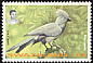 Grey Go-away-bird Crinifer concolor  1995 Turacos 