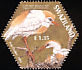 Western Cattle Egret Bubulcus ibis  2004 SAPOA 