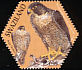 Peregrine Falcon Falco peregrinus  2004 SAPOA 