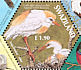 Western Cattle Egret  Bubulcus ibis