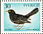 Common Blackbird Turdus merula