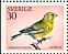 European Greenfinch  Chloris chloris