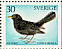 Common Blackbird Turdus merula