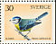 Eurasian Blue Tit Cyanistes caeruleus