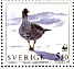 Lesser White-fronted Goose Anser erythropus  1994 WWF Booklet