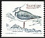 Northern Lapwing Vanellus vanellus  2001 Birds 
