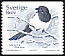 Eurasian Magpie Pica pica  2001 Birds 