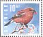 Pine Grosbeak Pinicola enucleator