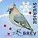 Bohemian Waxwing Bombycilla garrulus  2018 Winterbirds Booklet, sa