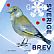 European Greenfinch Chloris chloris  2018 Winterbirds Booklet, sa