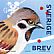 Eurasian Tree Sparrow Passer montanus  2018 Winterbirds Booklet, sa