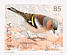Common Chaffinch Fringilla coelebs  2007 Birds Booklet, sa
