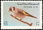European Goldfinch Carduelis carduelis  1978 Birds 