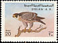 Peregrine Falcon Falco peregrinus  1978 Birds 