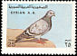 Rock Dove Columba livia  1978 Birds 