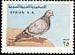 Rock Dove Columba livia