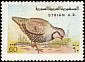 Chukar Partridge Alectoris chukar  1978 Birds 