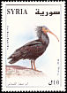 Northern Bald Ibis Geronticus eremita  2004 Bald Ibis 