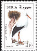 White Stork Ciconia ciconia  2007 Birds 