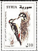 Syrian Woodpecker Dendrocopos syriacus