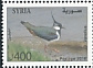 Northern Lapwing Vanellus vanellus  2018 Birds 