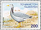 Bar-headed Goose  Anser indicus