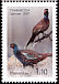 Common Pheasant Phasianus colchicus  2007 Birds 