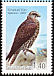 Saker Falcon Falco cherrug