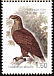 White-tailed Eagle Haliaeetus albicilla  2007 Birds 