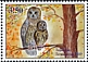 Tawny Owl Strix aluco  2019 Owls 