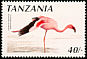 Lesser Flamingo Phoeniconaias minor  1990 Birds 