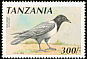 Pied Crow Corvus albus  1991 Birds 