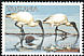 African Sacred Ibis Threskiornis aethiopicus  1997 Coastal birds 