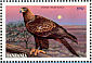 Wedge-tailed Eagle Aquila audax  1998 Eagles of the world Sheet