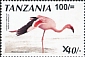 Lesser Flamingo Phoeniconaias minor