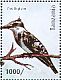 Pied Kingfisher Ceryle rudis  2012 Birds of Tanzania Sheet