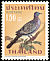 Spotted Dove Spilopelia chinensis  1967 Thai birds 