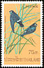 White-eyed River Martin Pseudochelidon sirintarae  1975 Thai birds 