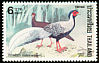 Silver Pheasant Lophura nycthemera