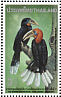 Rufous-necked Hornbill Aceros nipalensis