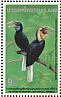 Plain-pouched Hornbill Rhyticeros subruficollis