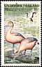 Lesser Whistling Duck Dendrocygna javanica  1996 Ducks 