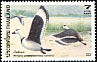 Cotton Pygmy Goose Nettapus coromandelianus  1996 Ducks 