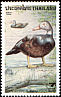 White-winged Duck Asarcornis scutulata  1996 Ducks 