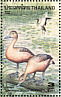 Lesser Whistling Duck Dendrocygna javanica