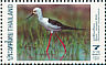 Black-winged Stilt Himantopus himantopus