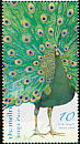 Green Peafowl Pavo muticus