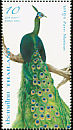 Green Peafowl Pavo muticus  2008 Peacocks 