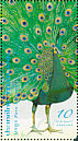 Green Peafowl Pavo muticus