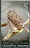 Collared Owlet Taenioptynx brodiei